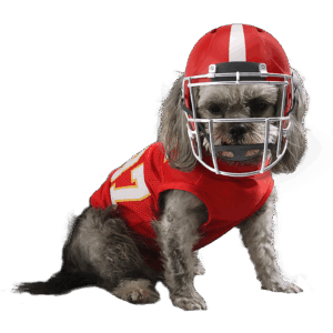 football-dog-player Josie - Kelce dog football player