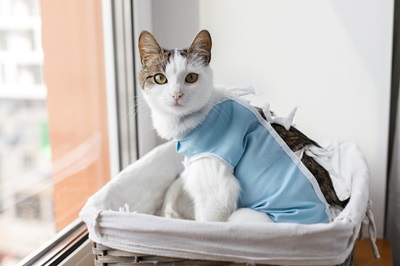 The History and Evolution of Pet Adornment Cat In Surgical Wear