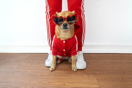 The History and Evolution of Pet Adornment Dog And Owner In Matching Outfits