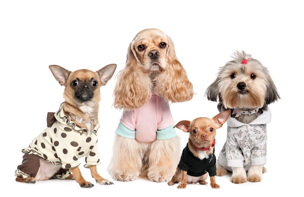 The Ultimate Dog Fashion Guide: How to Shop Right, Smart and Skip the Return Drama 4 Dogs Chihuahua Shih Tzu And Spaniel Clothing 1024x664