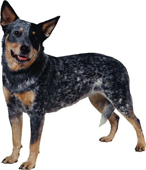 Australian Cattle dog