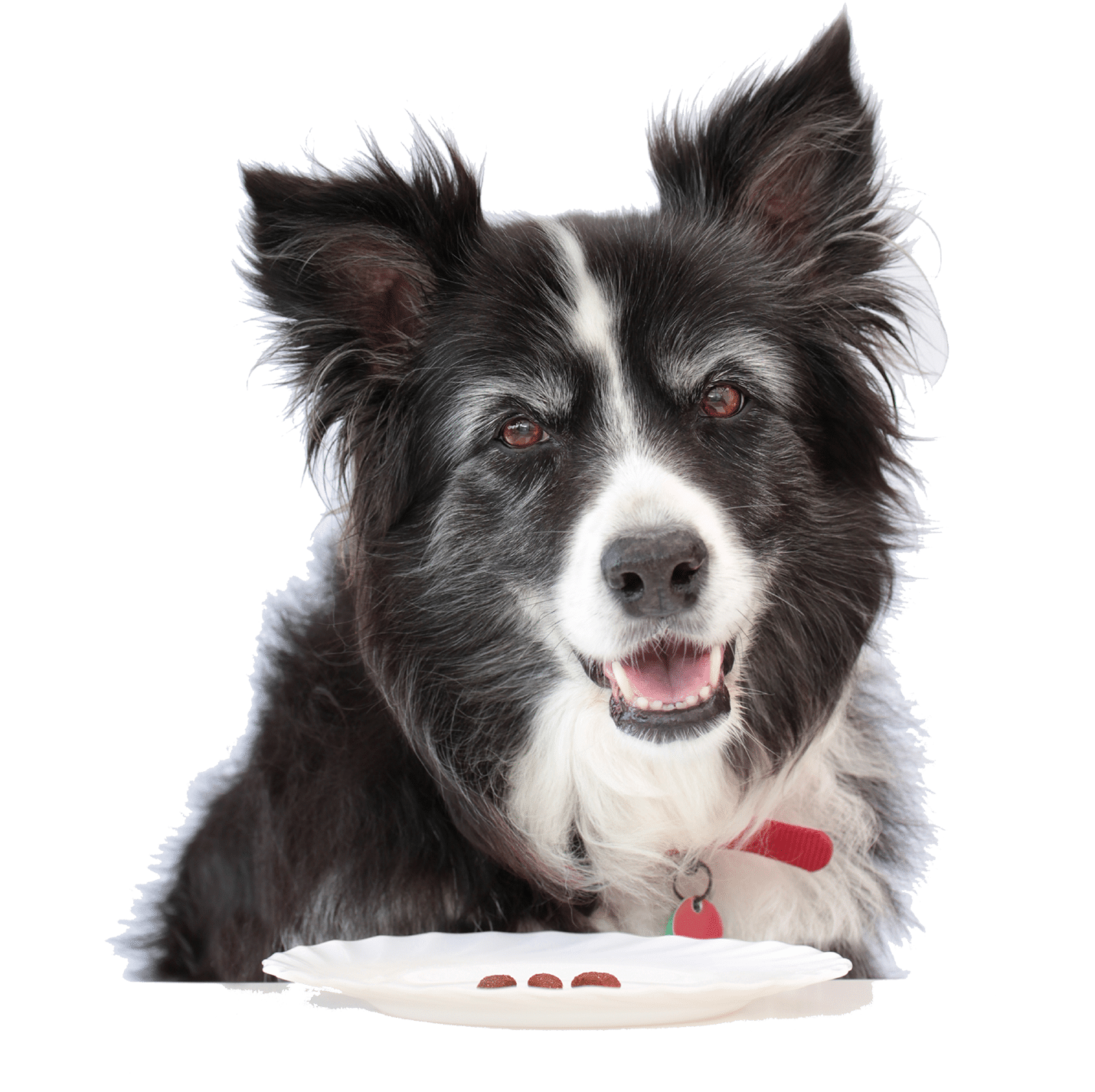 Australian Shepard dog