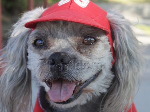 pet visor hat sewing kit