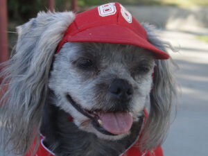 pet visor hat sewing kit