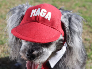 maga patriotic pet visor hat