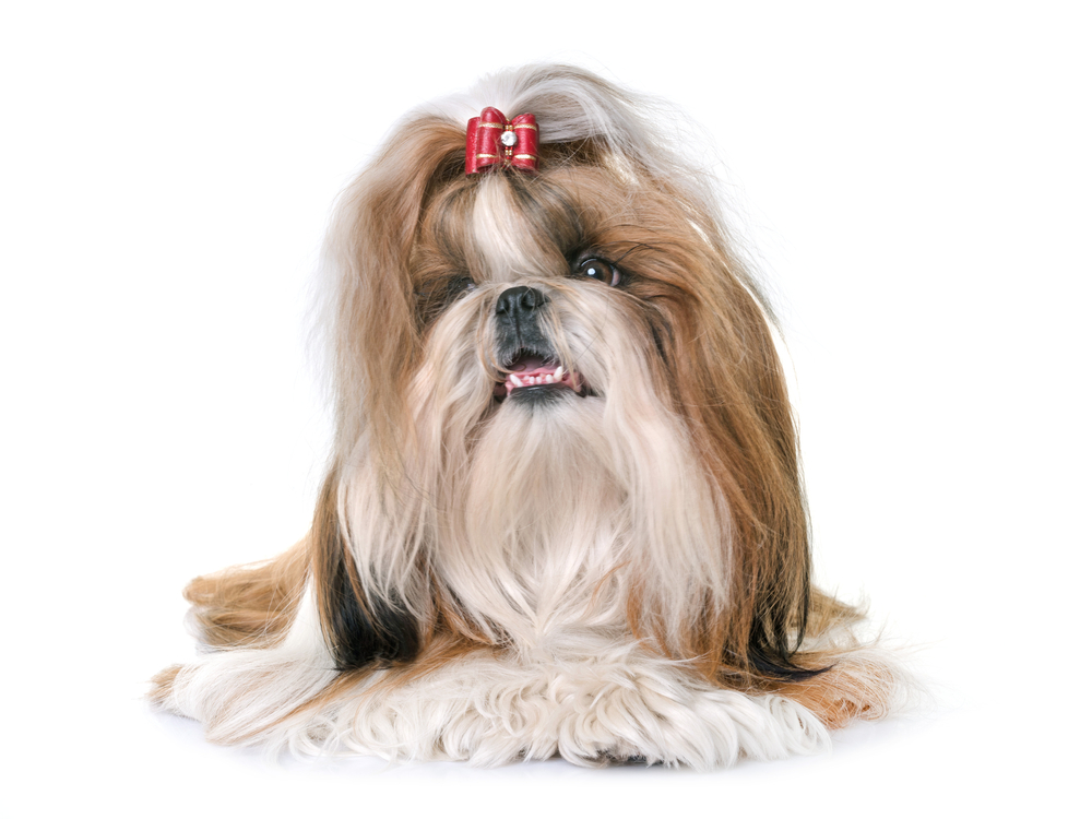 ShihTzu Fashion
