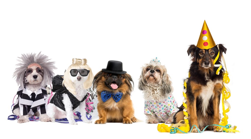 The Ultimate Dog Fashion Guide: How to Shop Right, Smart and Skip the Return Drama Ultimate Dog Fashion Guide