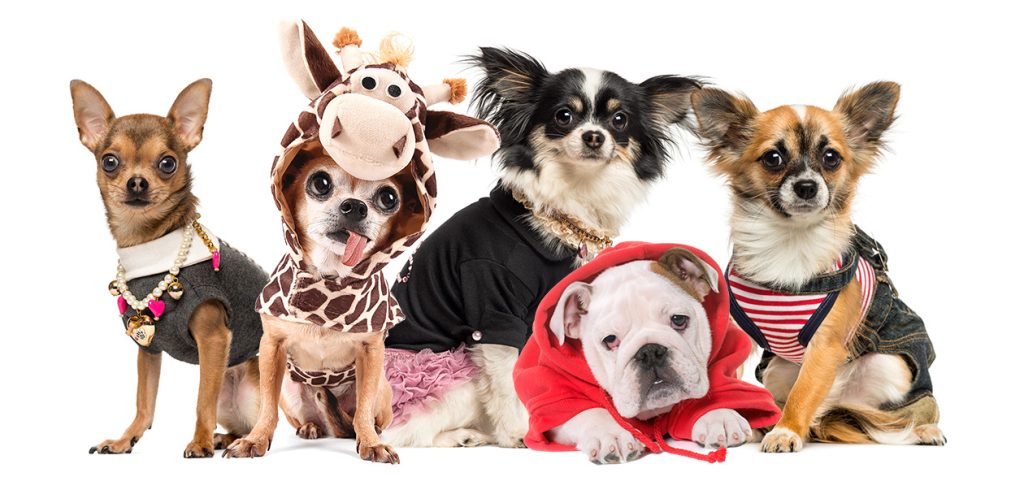 The Ultimate Dog Fashion Guide: How to Shop Right, Smart and Skip the Return Drama Ultimate Dog Fashion Guide 1024x477