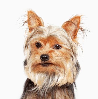 Dog hat size chart for Yorkie Yorkshire