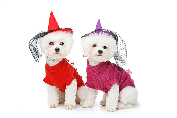 Bichons fashion