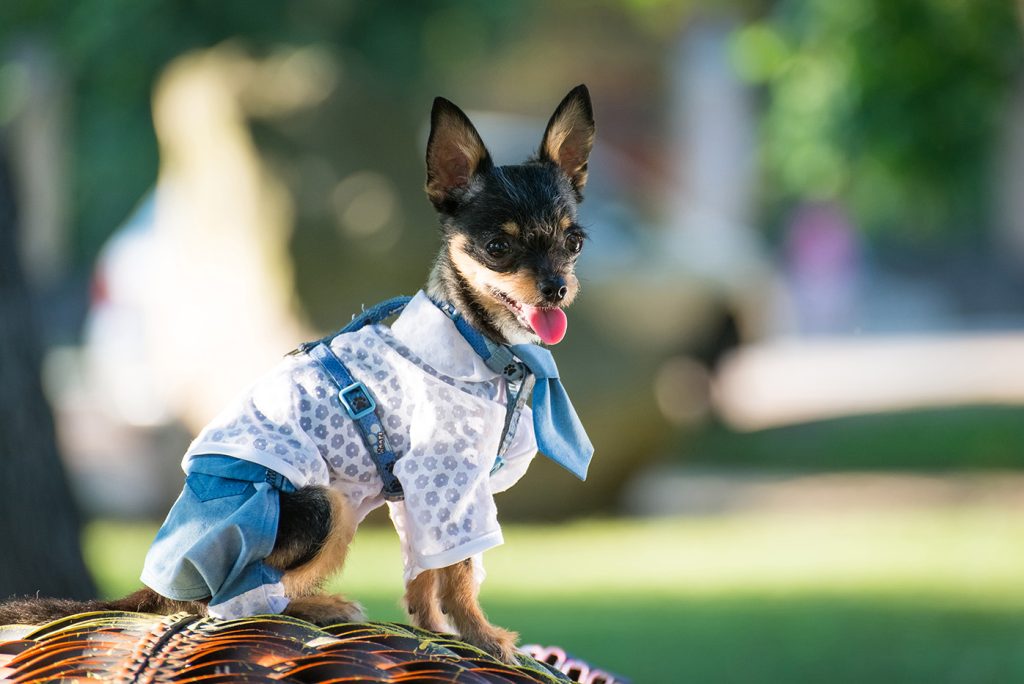 The Ultimate Dog Fashion Guide: How to Shop Right, Smart and Skip the Return Drama Chihuahua Fashion 1024x684