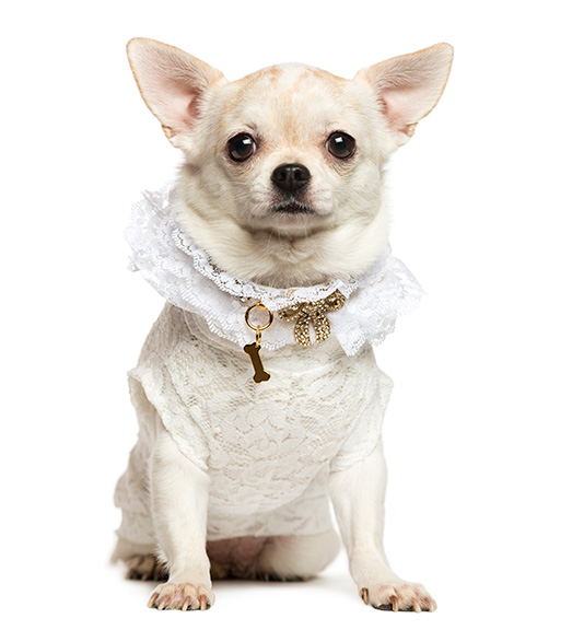 short-hair-chihuahua