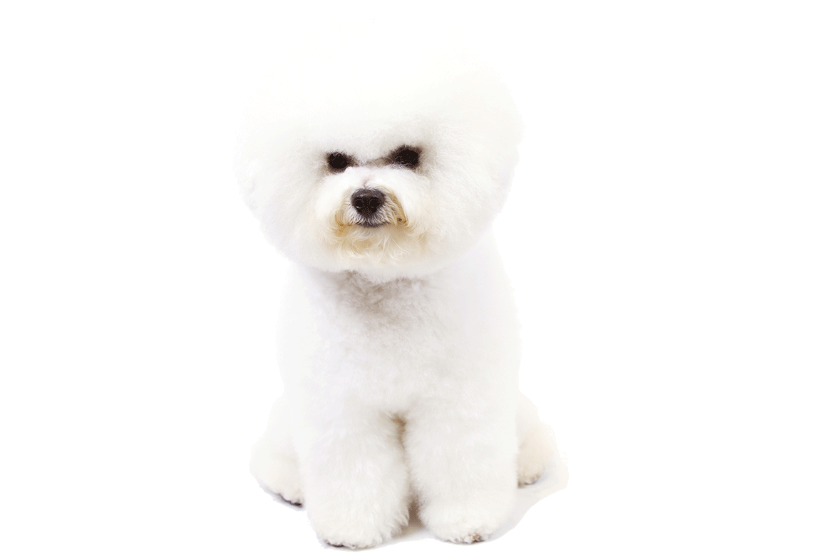 Bichon frise fashion