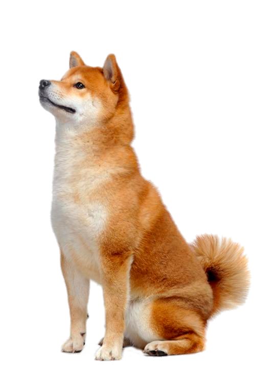 Shiba Inu