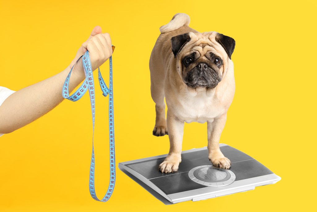 Buy or DIY? The Ultimate Dog Outfit Showdown Measuring Dog 1024x683