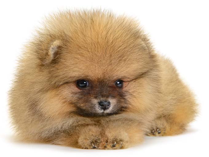 Miniature Pomeranian outfit