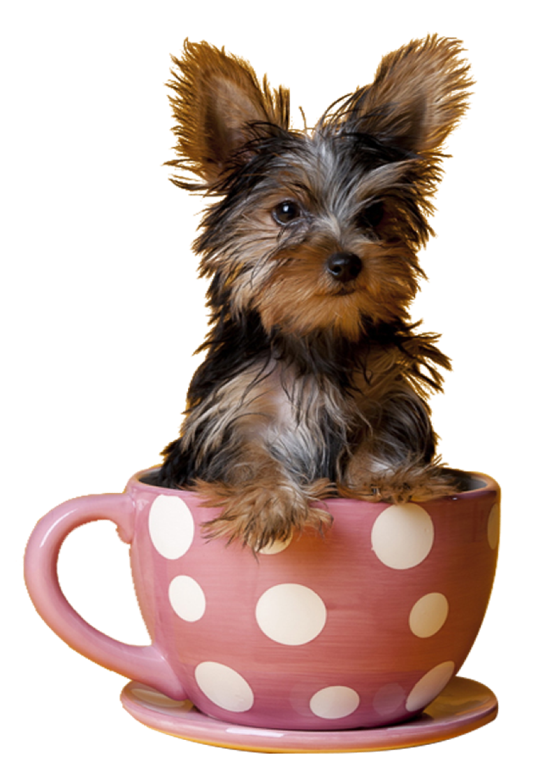 Teacup yorkie hat size